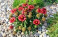 Decorative garden stone – original way to develop a home garden